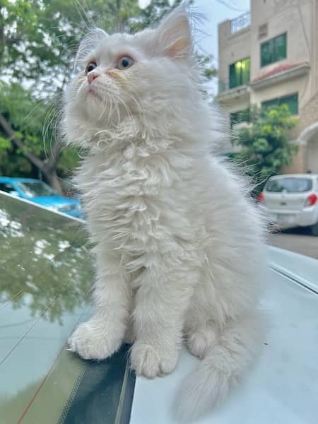 Persian Tripple Coated Purebreed Kittens in Pairs or Single 8