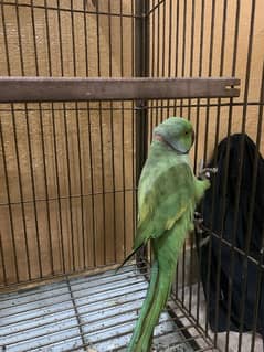 Green parrot for sale