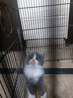 3 kittens available Persian age 1 month 0