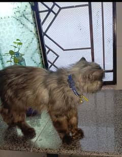 Persian Cat Male 0