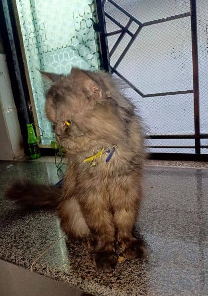 Persian Cat Male 5