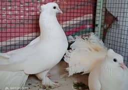 White Laka Pegion breeders Pair