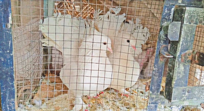 White Laka Pegion breeders Pair 1