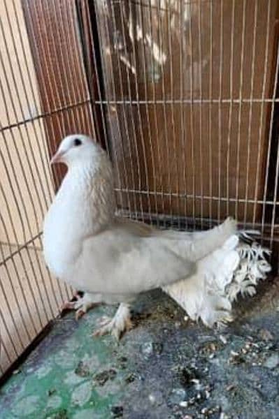 White Laka Pegion breeders Pair 5