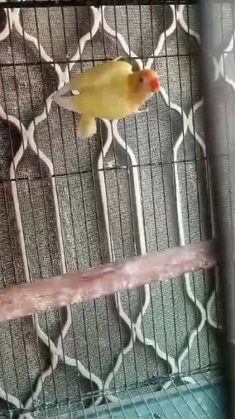 Cremino Patha For Sale Read Ad More Birds Available 0