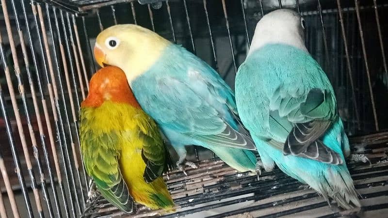 Cremino Patha For Sale Read Ad More Birds Available 2
