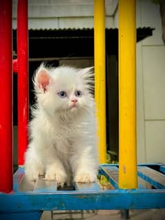 Pure Persian Kitten , Blue Eyes, Long Coat, Punch Face