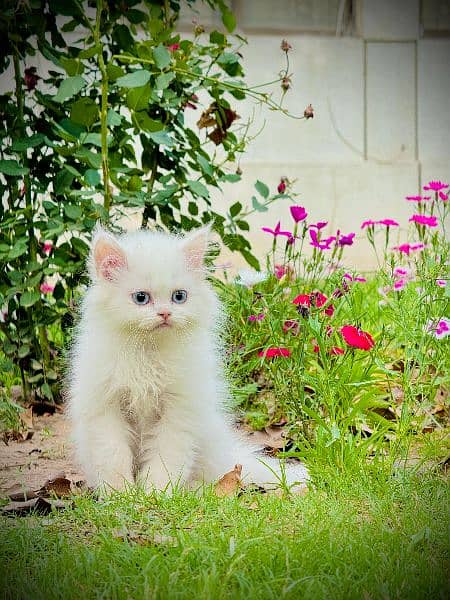 Pure Persian Kitten , Blue Eyes, Long Coat, Punch Face 1