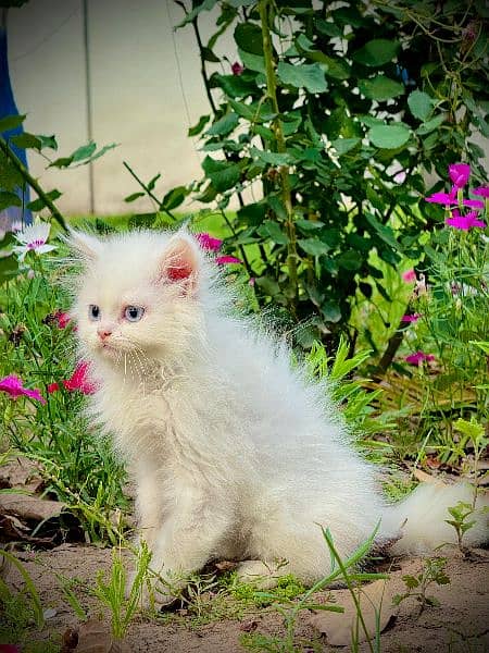 Pure Persian Kitten , Blue Eyes, Long Coat, Punch Face 2