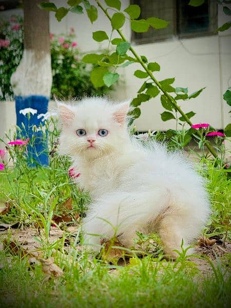 Pure Persian Kitten , Blue Eyes, Long Coat, Punch Face 3