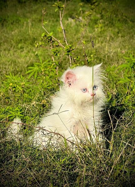 Pure Persian Kitten , Blue Eyes, Long Coat, Punch Face 4