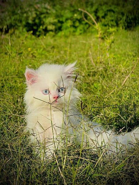 Pure Persian Kitten , Blue Eyes, Long Coat, Punch Face 5