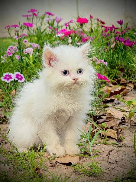 Pure Persian Kitten , Blue Eyes, Long Coat, Punch Face 6