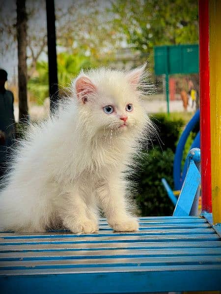 Pure Persian Kitten , Blue Eyes, Long Coat, Punch Face 7