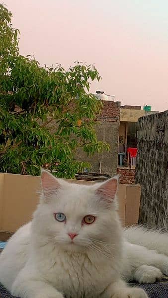 Persian cats 0