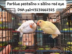 albino red eye x pestalino DNA pair 0