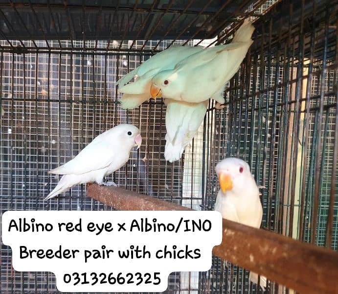 albino red eye x pestalino DNA pair 1