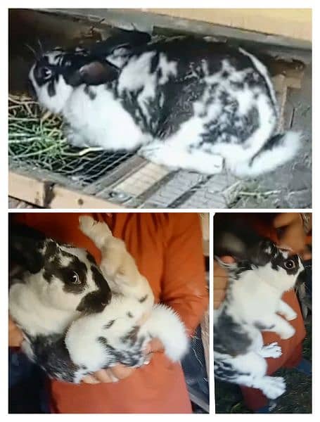 Babies Of Imported Rabbits 1