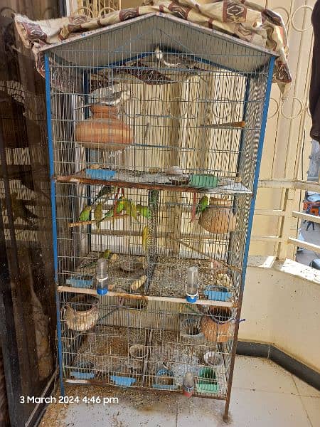 Cockateil Budge Finches with Cage 1
