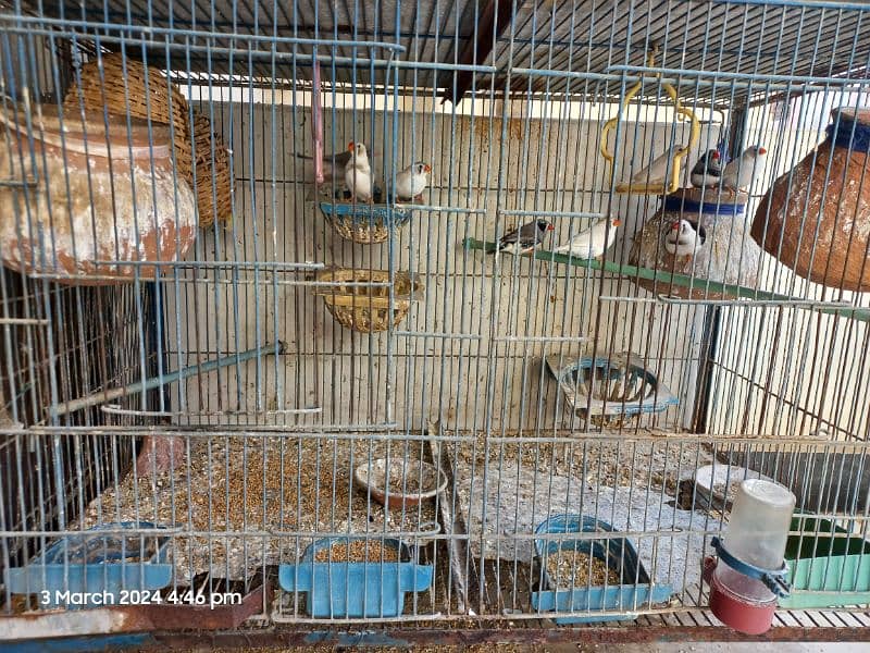 Cockateil Budge Finches with Cage 2