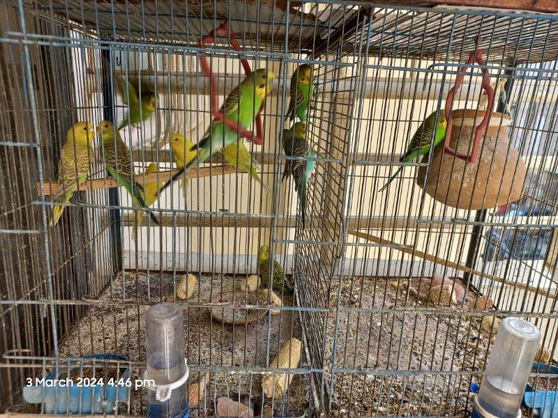 Cockateil Budge Finches with Cage 3