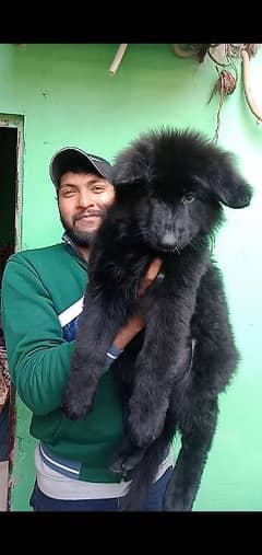 black German shepherd female puppy for sale