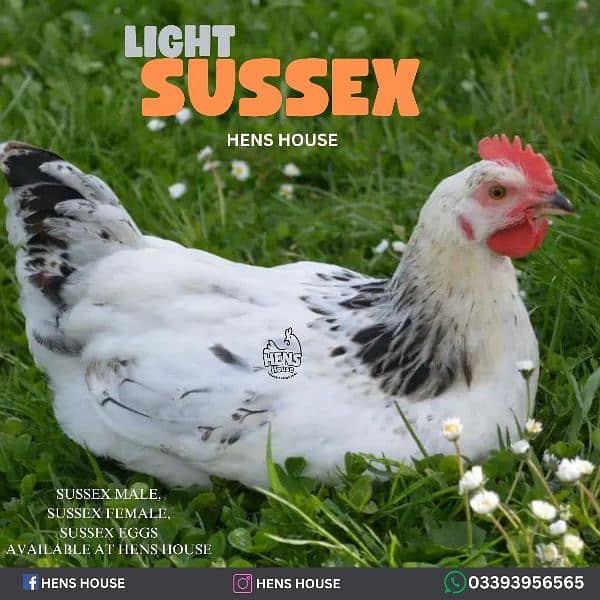 Silky Chicken And Sussex Chicken 1