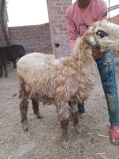 1 pure desi mundra and Bakra for sale