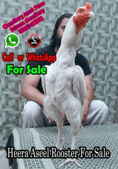 Heera Aseel Rooster Quality available