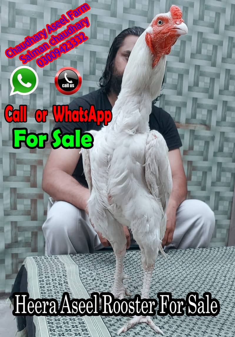 Heera Aseel Rooster Quality available 0