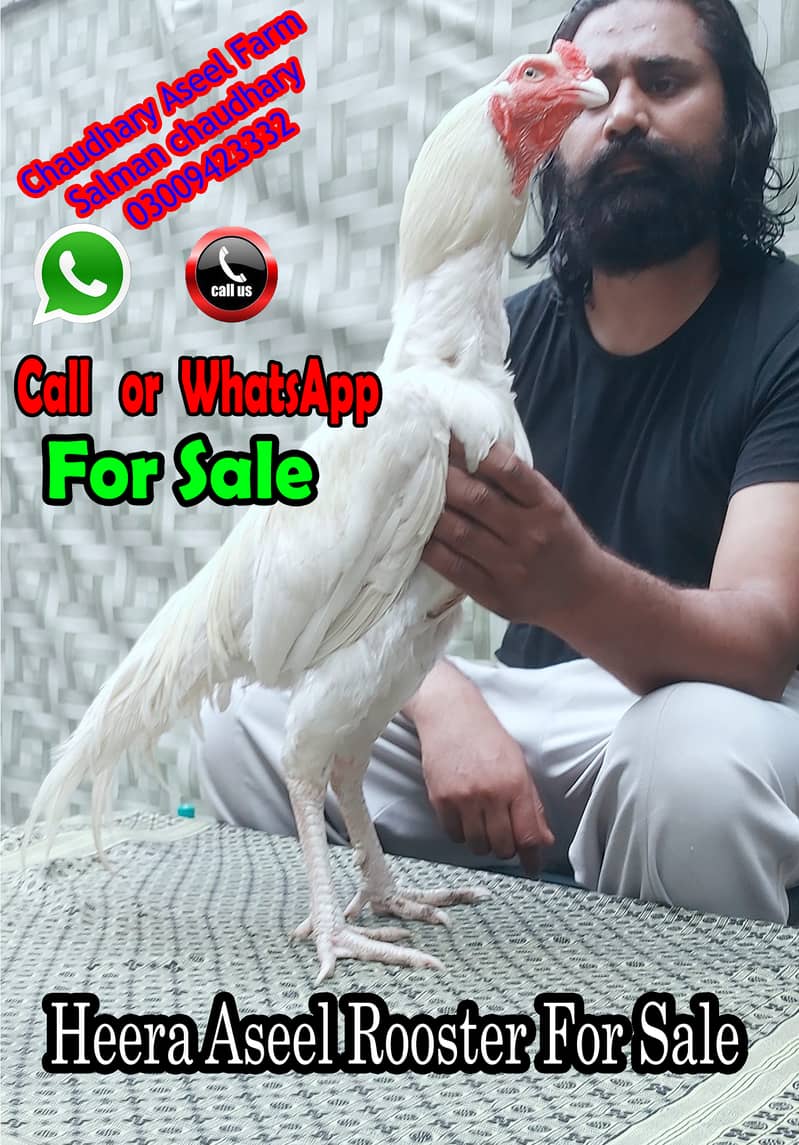Heera Aseel Rooster Quality available 1
