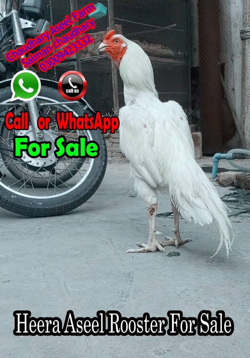 Heera Aseel Rooster Quality available 2