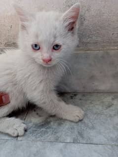 Persian kitten/ Double coated/ 03234940939