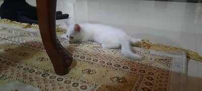 Persian Pure White kittens. Male and Female both Available
