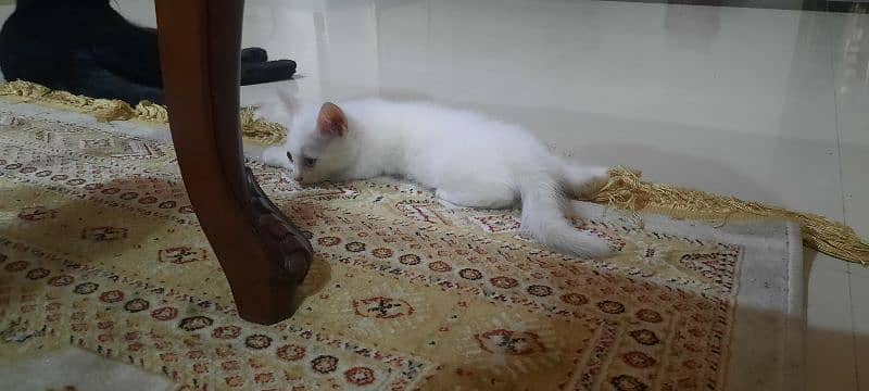 Persian Pure White kittens. Male and Female both Available 0