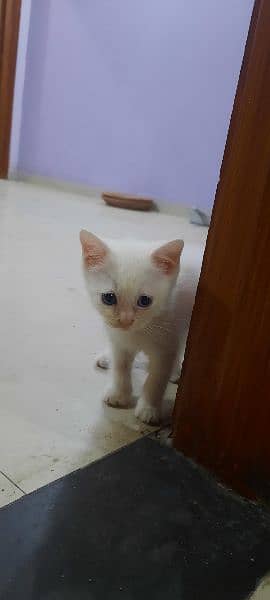 Persian Pure White kittens. Male and Female both Available 1