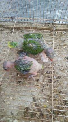 green parrot 0