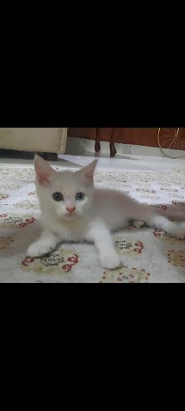 Persian Pure White kittens. Male and Female both Available 2