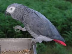 African Gray parrot 0