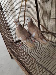 Zard pigeon pair and Black Pair Kabutar kabootar kabotar