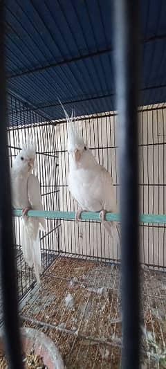 coctail breeder pair for sale 0