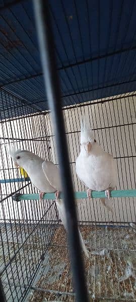 coctail breeder pair for sale 2