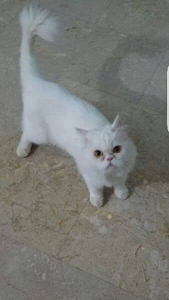 persian cat 3