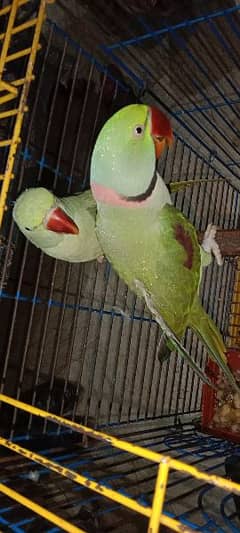 Talking Raw Parrot male and female (Pair) 0