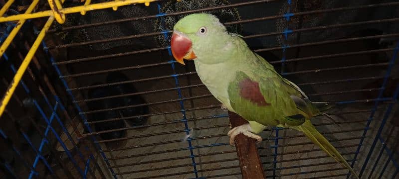 Talking Raw Parrot male and female (Pair) 2