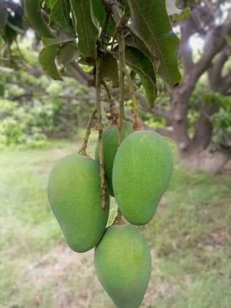 sindhri mango 1