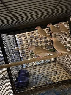 Fawn Java Chicks and Grey Java ready to breed pair for Sale