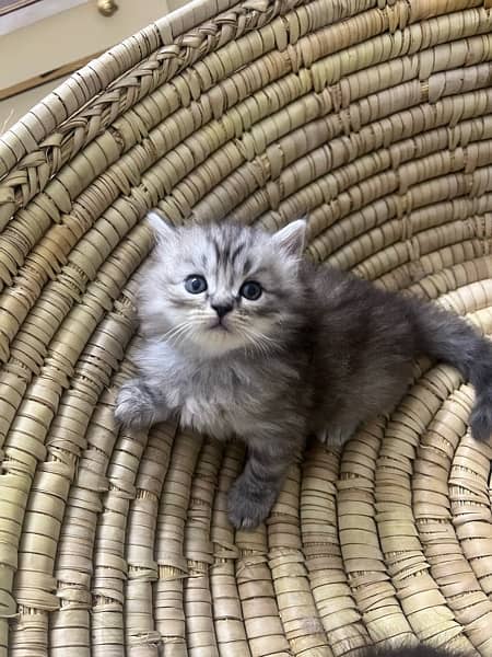 8 pure persian double coated breed blue/golden eye 9000 each 4