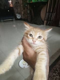 2 month male for sell