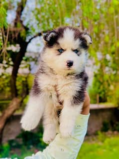siberian HUSKY pup available